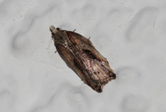 Acleris cristana