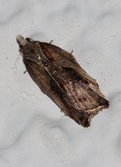 Acleris cristana