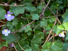 Cymbalaria muralis