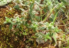 Helianthemum asperum