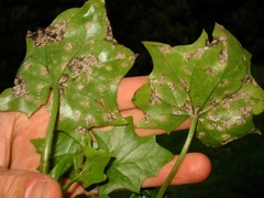 Coleosporium