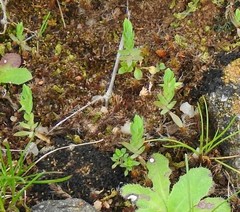 Lysimachia linum-stellatum