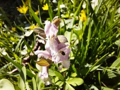 Corydalis cava marschalliana