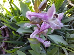 Corydalis cava marschalliana