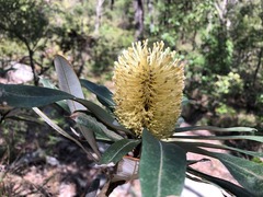Banksia integrifolia compar