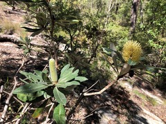 Banksia integrifolia compar