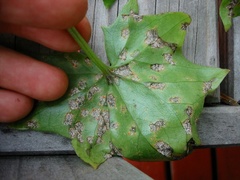 Coleosporium
