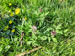 Corydalis cava marschalliana