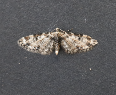 Eupithecia irriguata