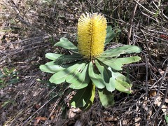 Banksia integrifolia compar