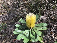 Banksia integrifolia compar