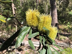 Banksia integrifolia compar