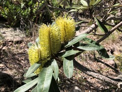 Banksia integrifolia compar