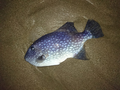 Canthidermis maculata