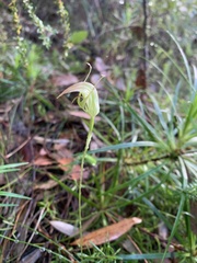 Pterostylis acuminata