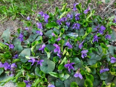 Viola odorata