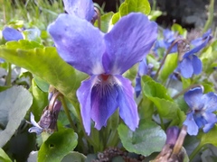 Viola odorata