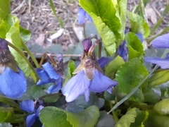Viola odorata