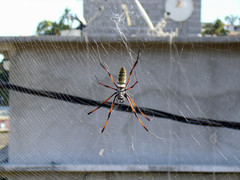 Trichonephila inaurata
