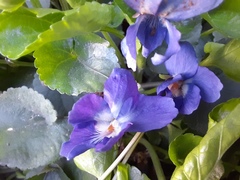 Viola odorata