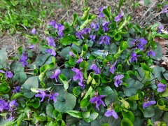 Viola odorata