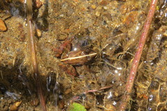 Mantidactylus