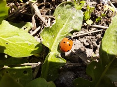 Coccinella septempunctata