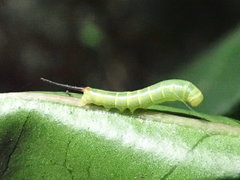 Hippotion velox