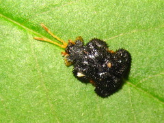 Dactylispa excisa excisa