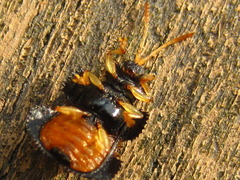 Dactylispa excisa excisa