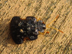 Dactylispa excisa excisa