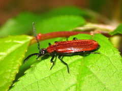 Pseudopyrochroa rufula