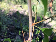 Codonocarpus attenuatus