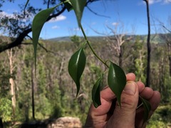 Codonocarpus attenuatus