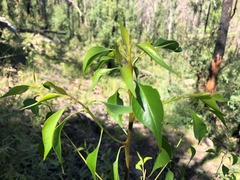Codonocarpus attenuatus