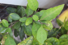 Solanum diphyllum