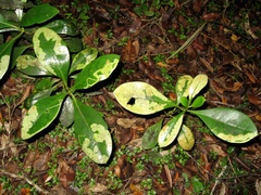 Corythoxestis zorionella