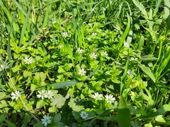 Stellaria neglecta