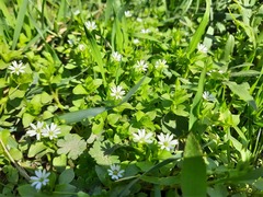 Stellaria neglecta