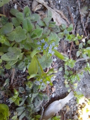 Valerianella