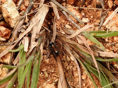 Coenoptychus pulcher