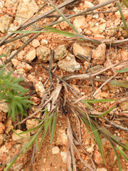 Coenoptychus pulcher