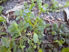 Valerianella