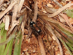 Coenoptychus pulcher