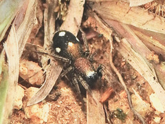 Coenoptychus pulcher