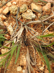 Coenoptychus pulcher