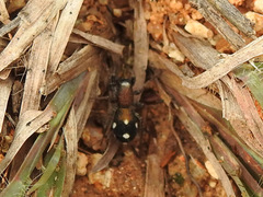 Coenoptychus pulcher