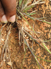 Coenoptychus pulcher