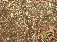 Coenoptychus pulcher