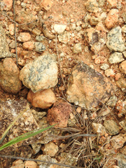 Coenoptychus pulcher